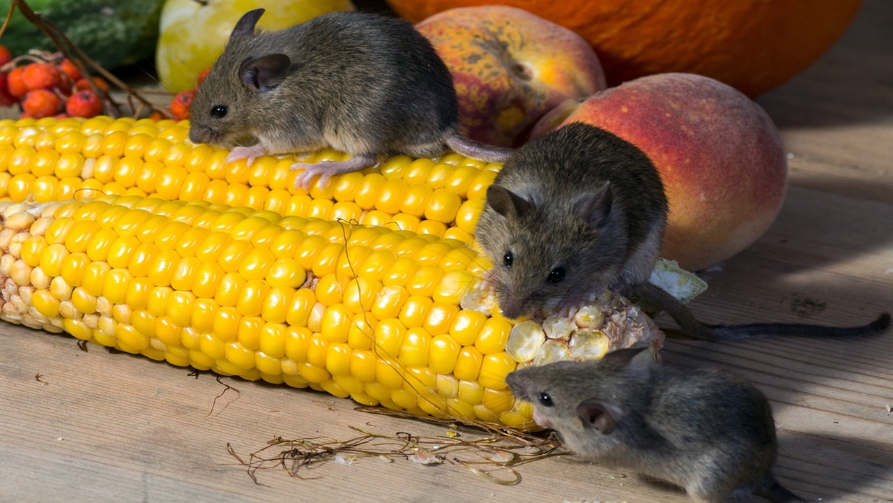 Los ratones desaparecieron para siempre con solo usar esto - Saludable ...
